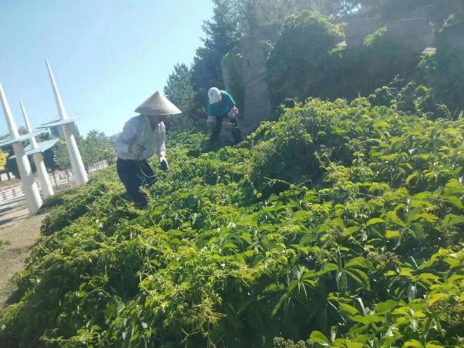 开元体育官网炎炎夏日 绿化养护正忙时—“四加强”开启夏季园林绿化养护模式(图4)