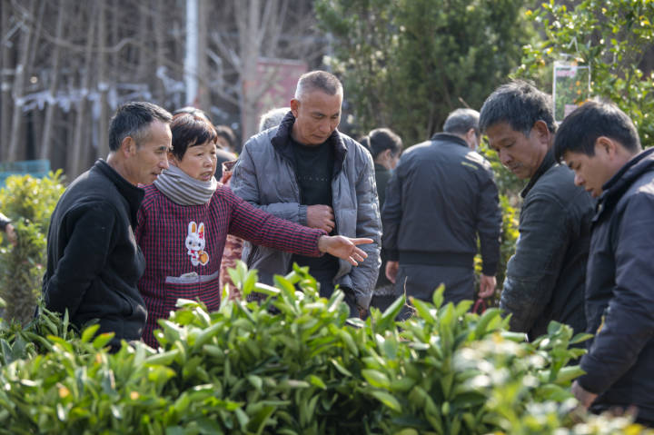 开元体育官网销售额已达12亿元！省内最大苗木交易市场 开春交易红火(图2)