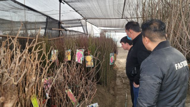 开元体育库尔勒：苗木市场购销旺 栽红植绿正当时(图2)