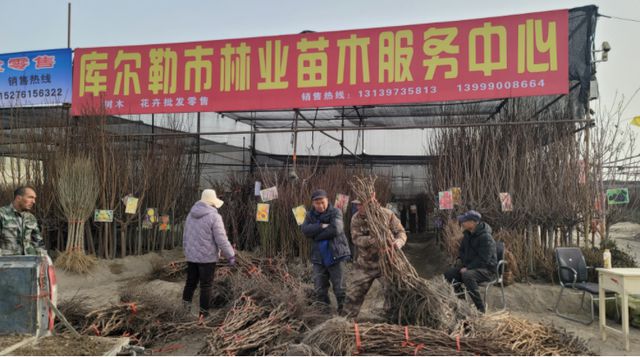 开元体育库尔勒：苗木市场购销旺 栽红植绿正当时(图3)