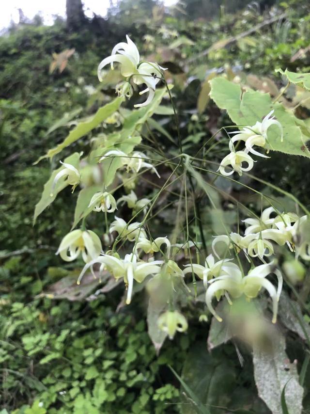 开元体育官网世园人物说｜李登攀：发展龙门山道地中药材种植助力乡村振兴(图4)