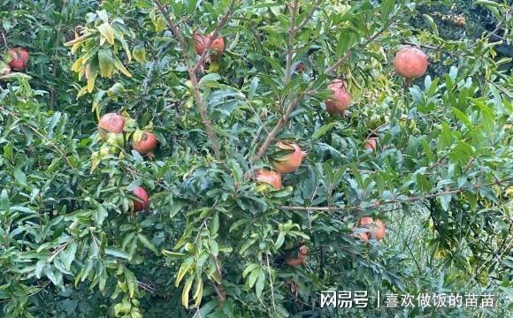 开元体育官网4种树“旺家旺子孙”适合庭院栽种门口种一棵能“镇宅”